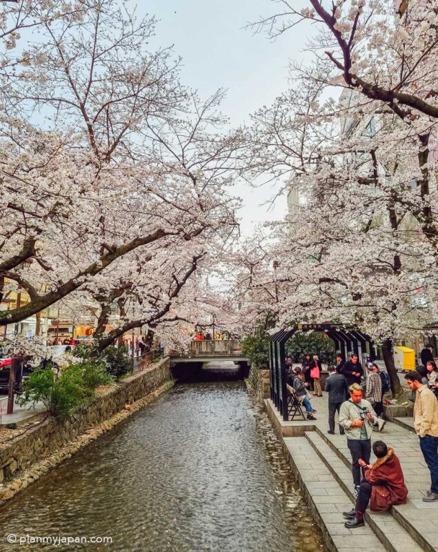 Kiyamachi Dori Kyoto cherry blossom Japan