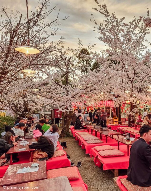 Maruyama Park Kyoto cherry blossom Japan