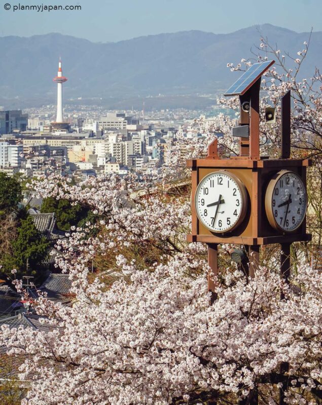 Kyoto Cherry Blossom