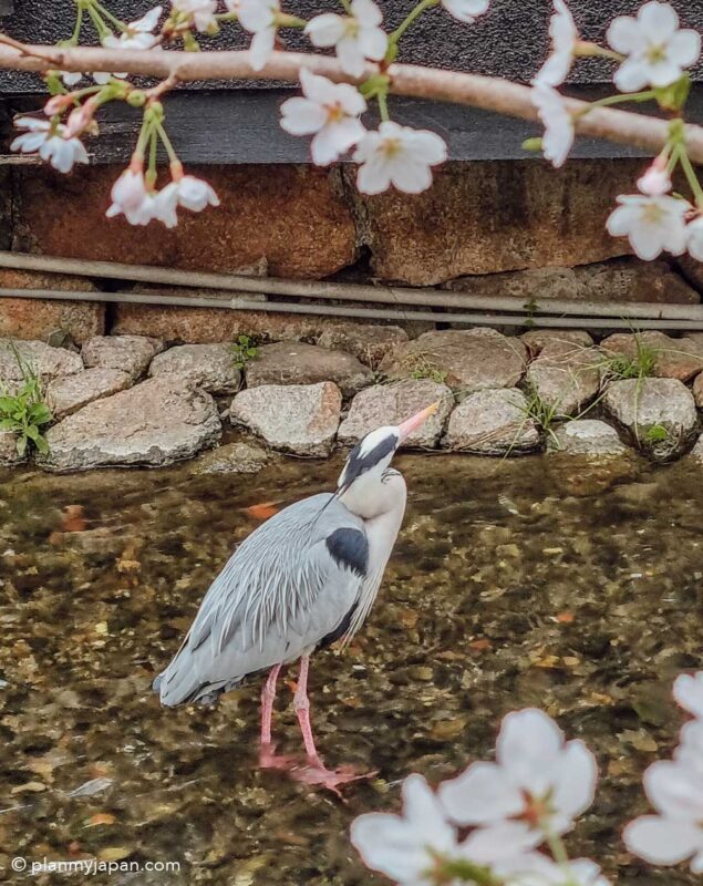 Shinbashi-dori street, Gion Kyoto cherry blossom Japan