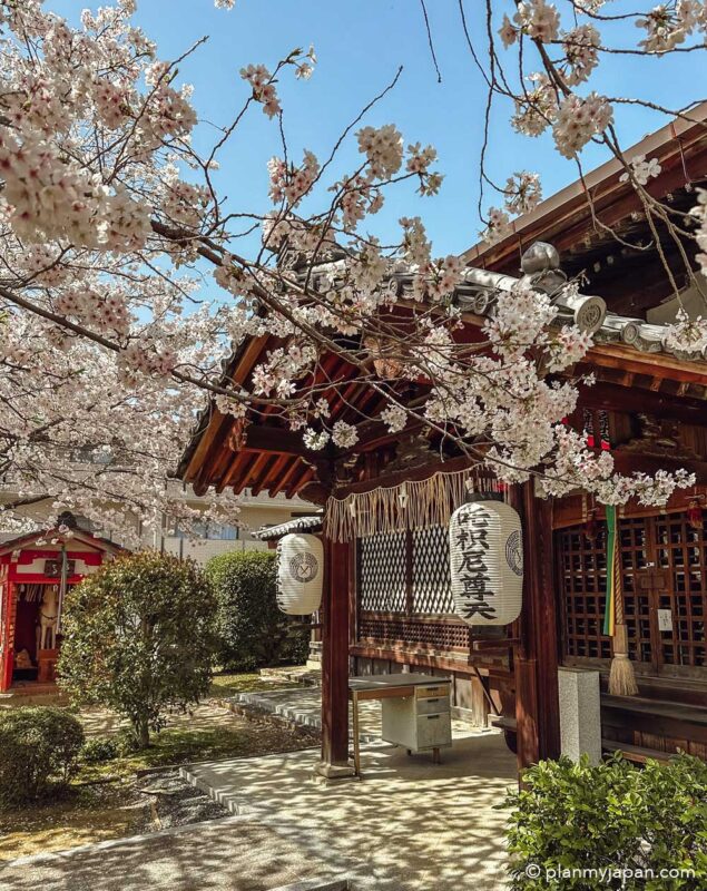 Shinshō Gokuraku-ji (Shinnyo-dō) Temple Kyoto cherry blossom Japan