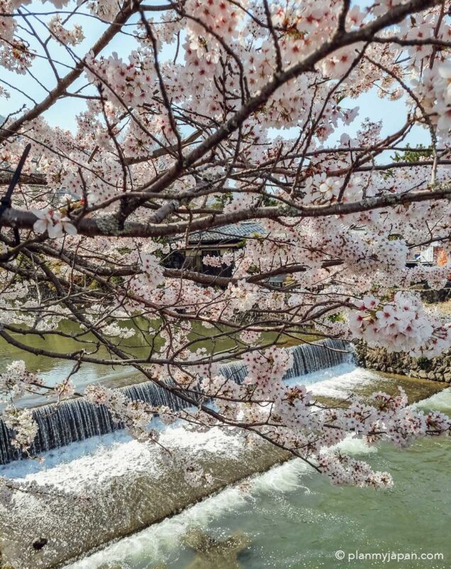 Arashiyama Kyoto cherry blossom Japan