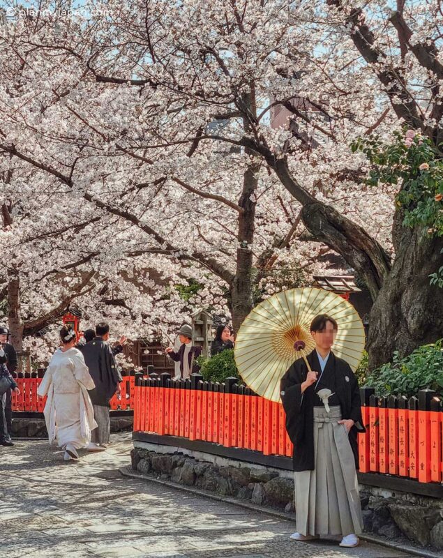Shinbashi-dori street, Gion Kyoto cherry blossom Japan