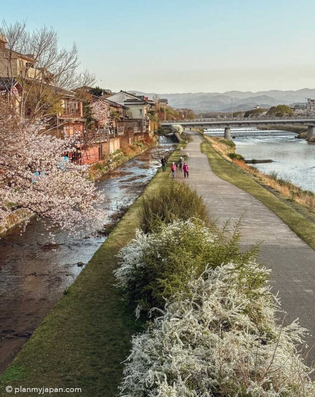 Kamo River Kyoto cherry blossom Japan
