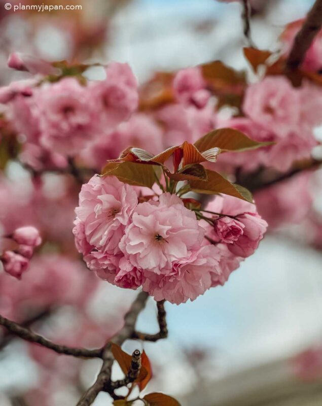 Kyoto Cherry Blossom