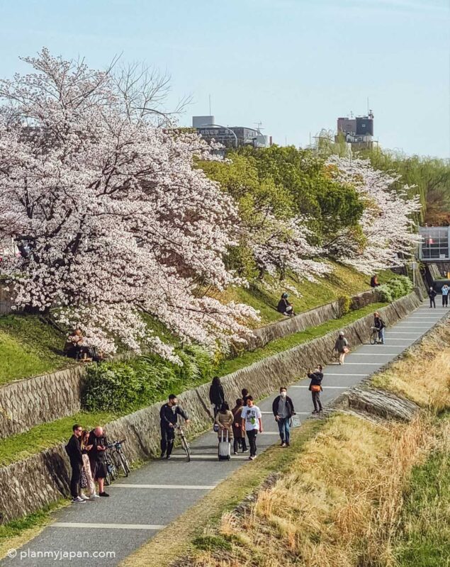 Kamo River Kyoto cherry blossom Japan
