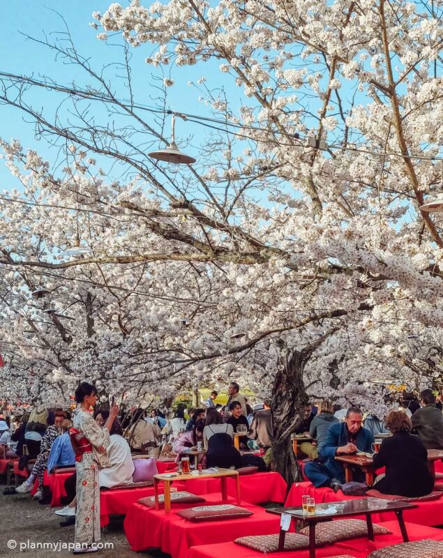 Maruyama Park Kyoto cherry blossom Japan