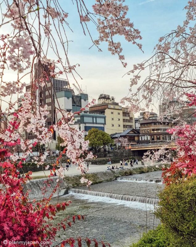 Kyoto Cherry Blossom Kamo River