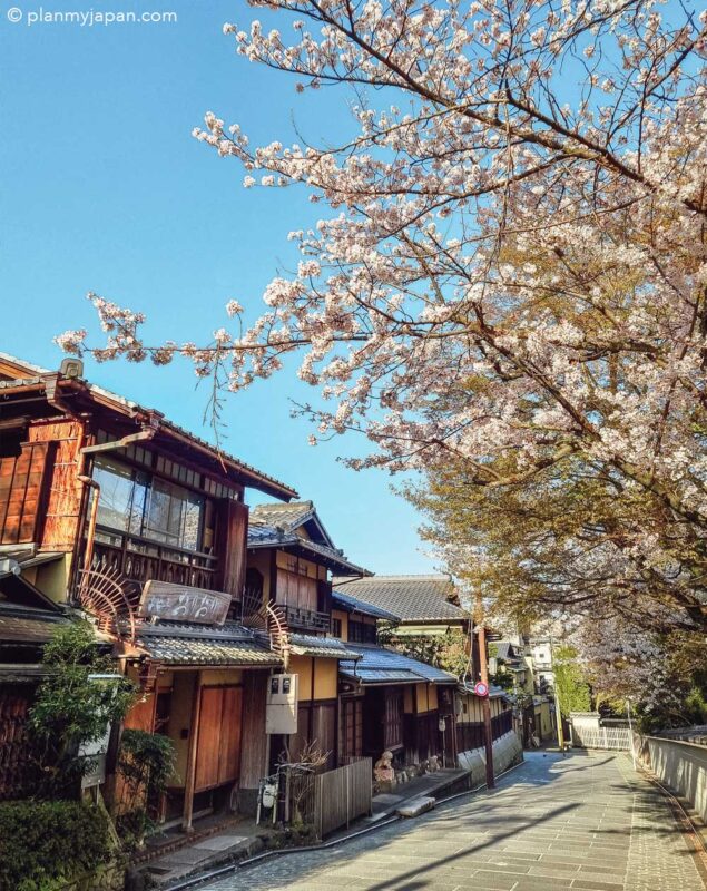 Kyoto Cherry Blossom