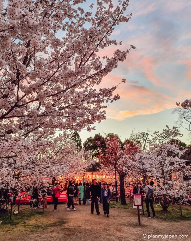 Maruyama Park Kyoto cherry blossom Japan