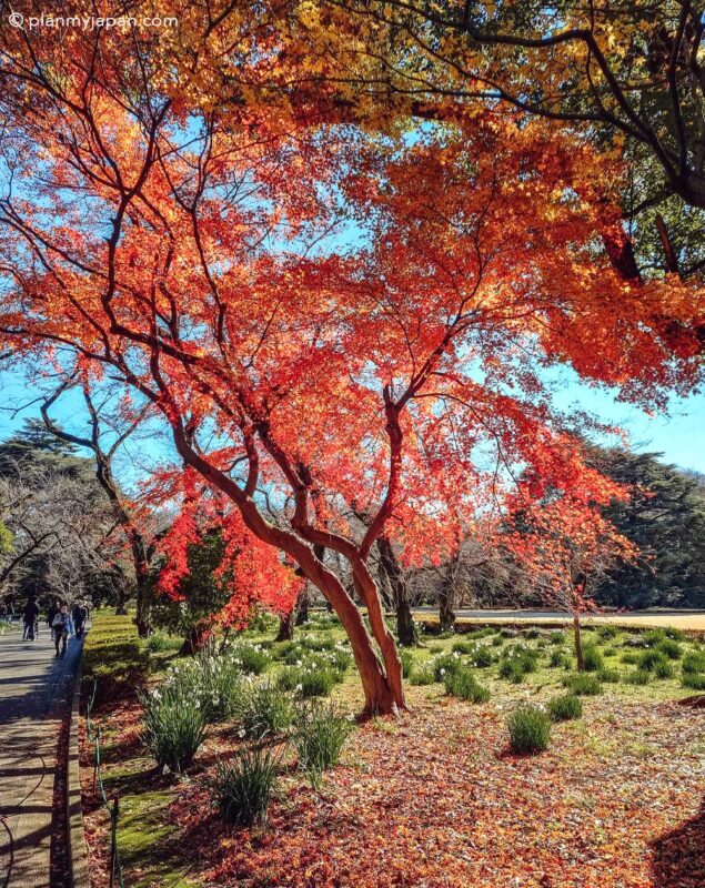 Shinjuku Gyoen National Garden in Tokyo Japan