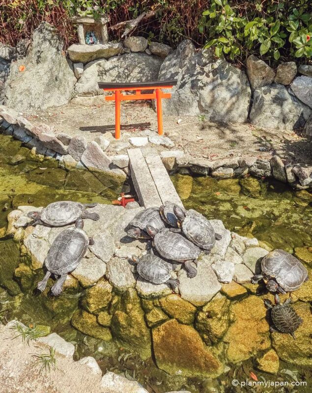 Nanzoin Temple Fukuoka Japan turtle pond