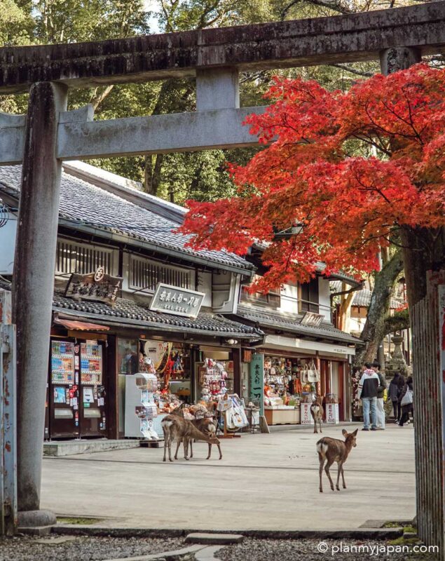 Nara deer Japan